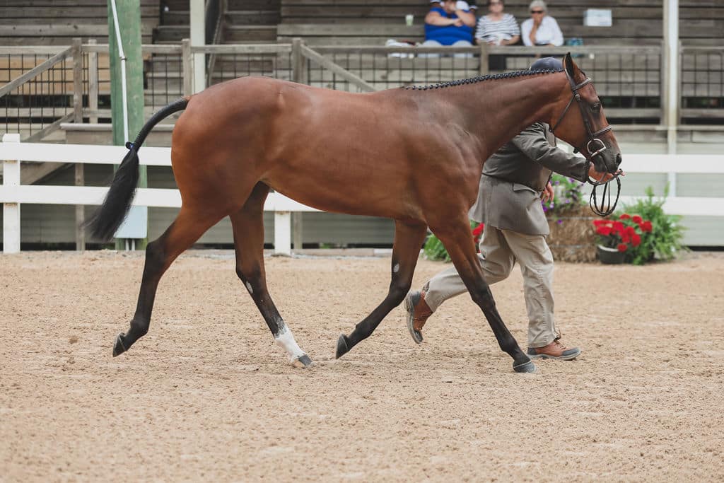 Gordon Sport Horses & Gordon Quarter Horses By His Grace Farm
