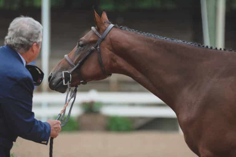 By His Grace Farm Home of Gordon Quarter Horses