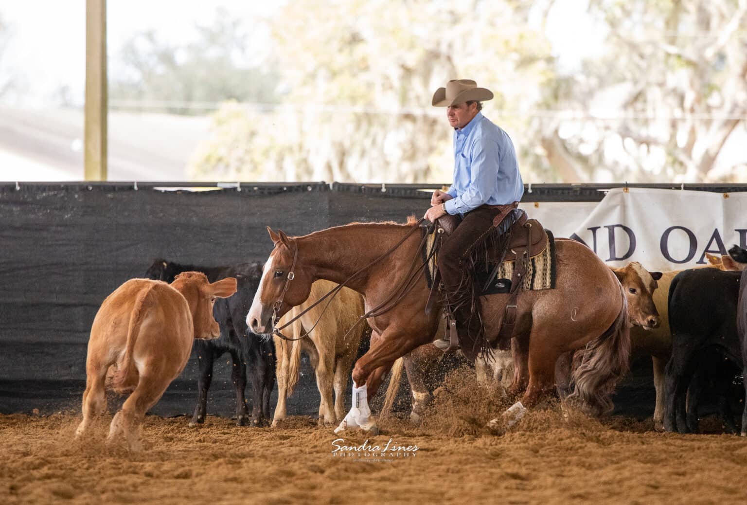 By HIs Grace Farm and Gordon Quarter Horses horses for sale